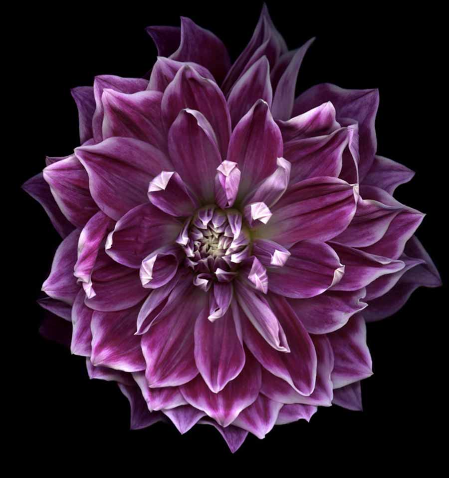 Huang Xu, Flower Dahlia, 2011. Giclee print, 120 x 120 cm. 